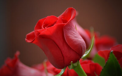 Valentine’s Day Flower Trends: What’s Hot Right Now