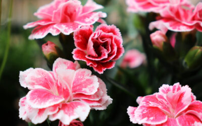 The Language of Flowers: Victorian Floriography Explained