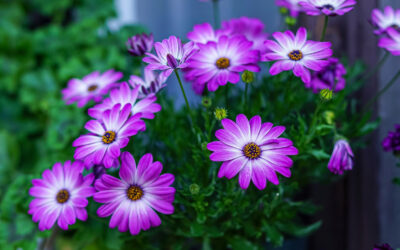 Seasonal Flower Markets & Events in the UK You Shouldn’t Miss