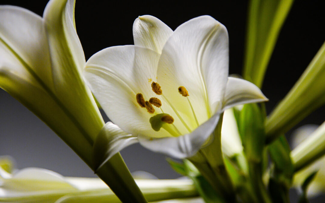 Why Flower Delivery Can Be Better Than Visiting a Florist