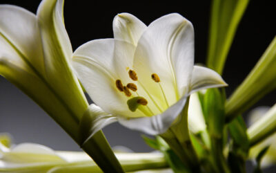 Why Flower Delivery Can Be Better Than Visiting a Florist