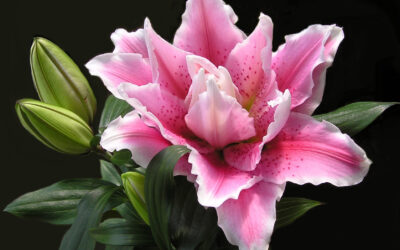 How to Send Flowers to Surprise Someone