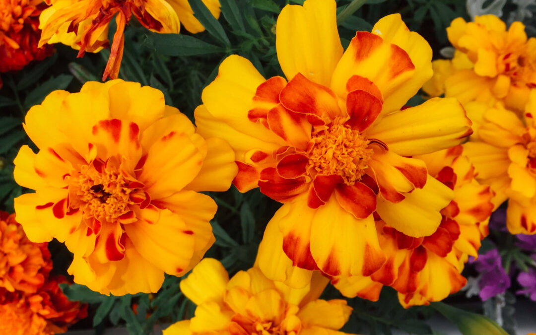 How to Choose Flowers for Someone Who Has Everything