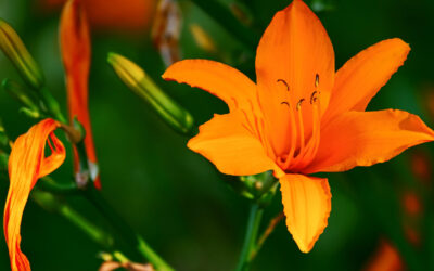 Same-Day Flower Delivery: What You Need to Know