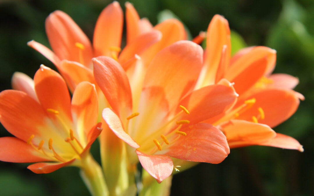 How to Send Flowers Without Stress