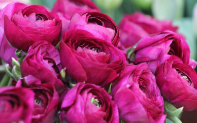 Same Day Flower Delivery Explained. What You Really Get