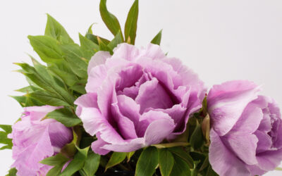 What Affects Flower Delivery Prices?