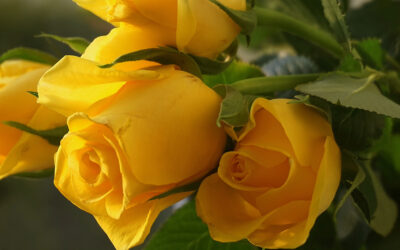 Mother’s Day 2025: Best Flowers to Send This Year