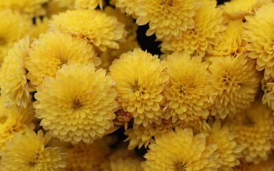 How to Compare Flower Delivery Services